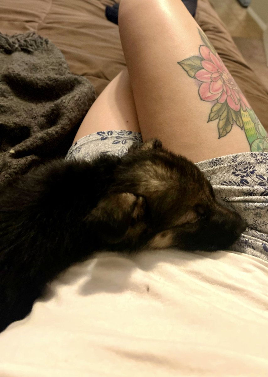 Diaz6183's tweet photo. It’s National Pet Day and I can’t wait to get home to you Mars. My little bear #NationalPetDay #Mars #sheisloved #GermanShepherd #puppylove https://t.co/BBM6IssJ8m