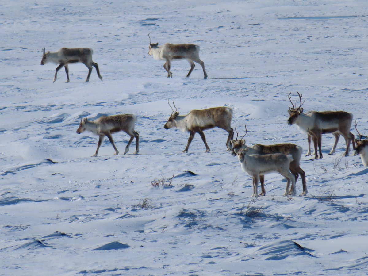 North Slave Metis tweet media