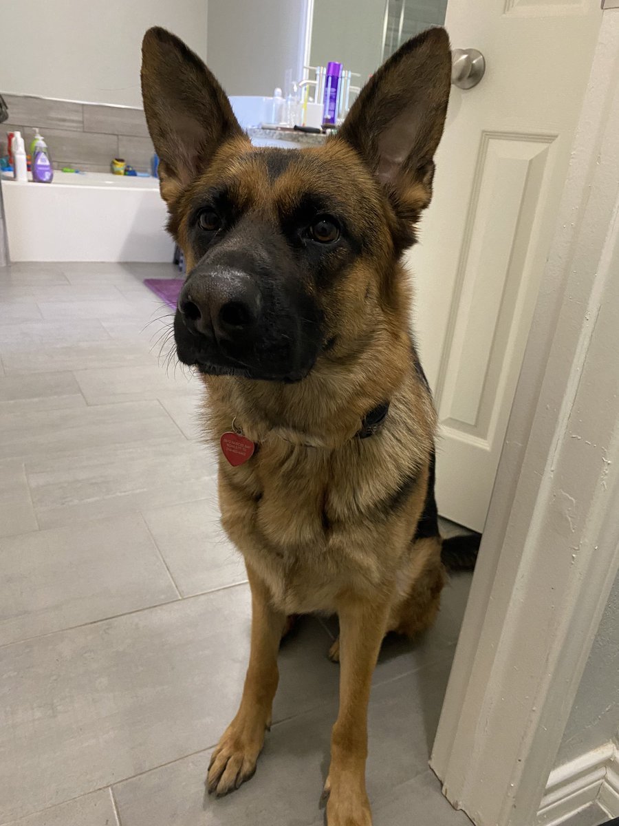 NoraNora79's tweet photo. @UberFacts #PetDay Corazón ♥️ aka Cora #GermanShepherd follows me everywhere, yes that’s a toilet pic https://t.co/m0xQoY1PnO
