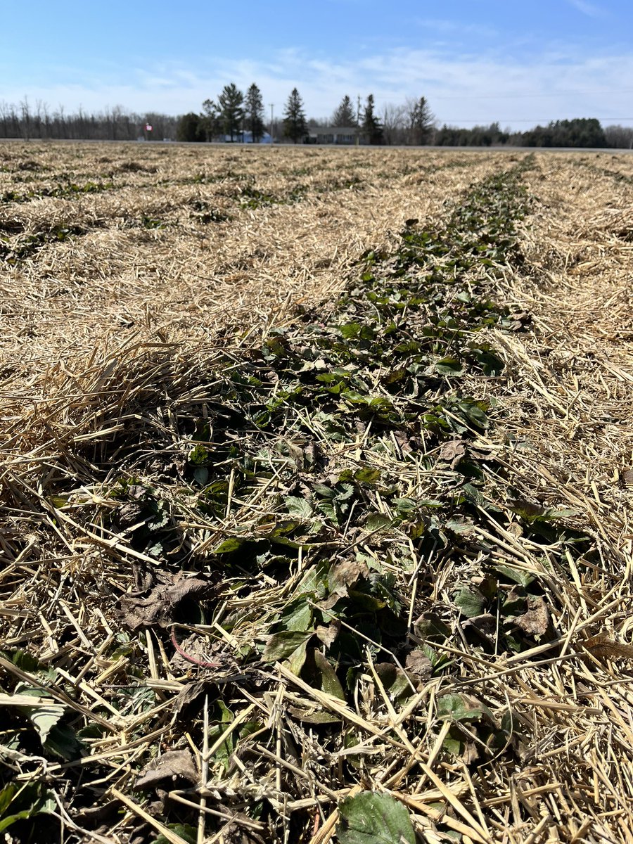 What are Ontario strawberry growers up to? Growers are removing the straw mulch from field strawberries. This is done when the first new leaves begin to grow. 🍓 #ontarioberries