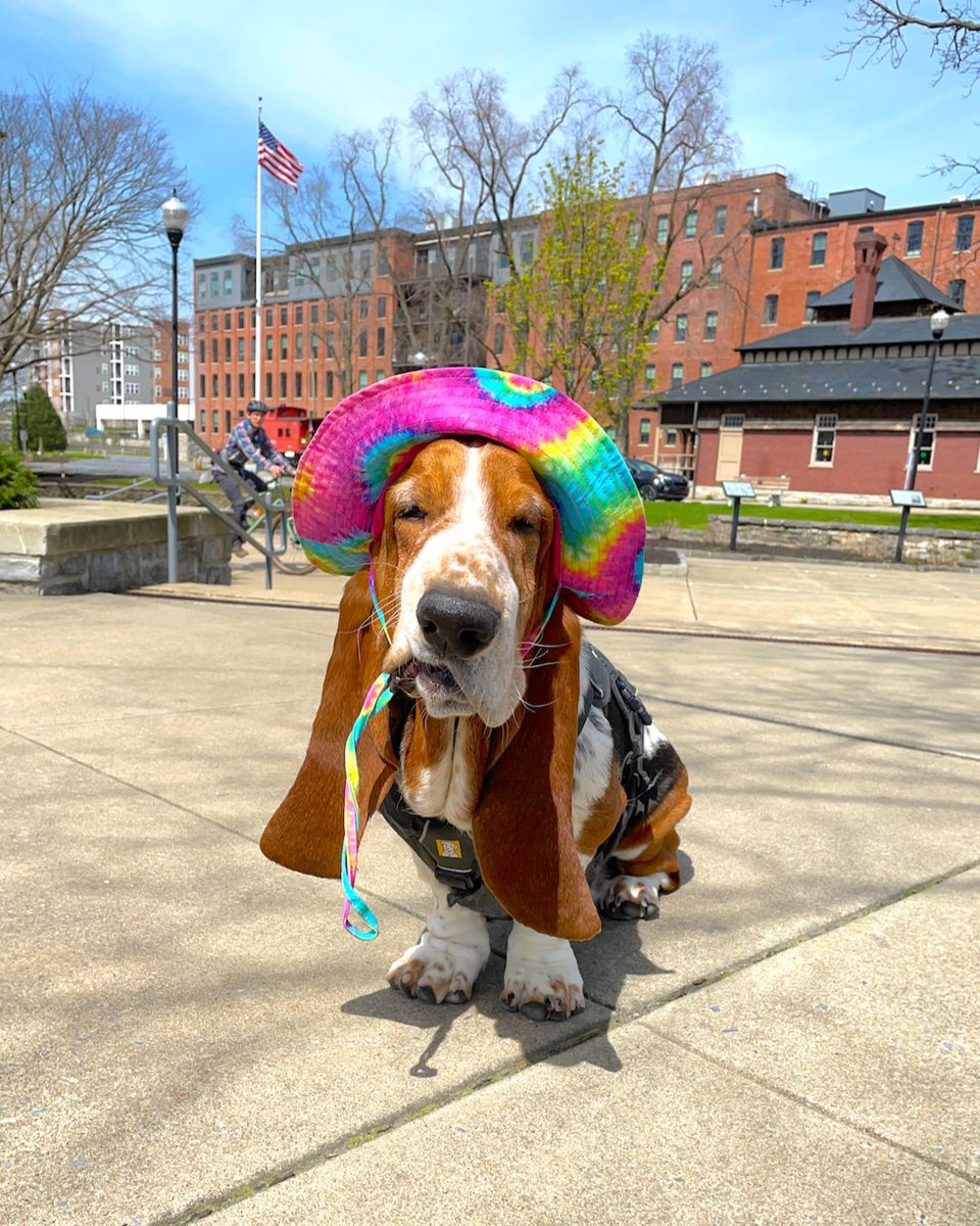 BentleyWaffles's tweet photo. Happy #NationalPetDay friends! https://t.co/gLhuq53UC3