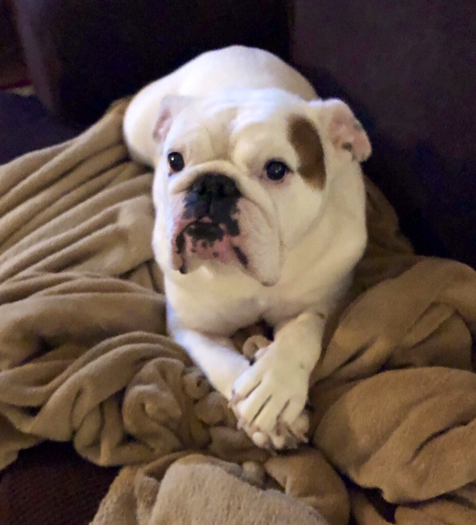 BulldogJethro's tweet photo. @Chewy Hi Chewy!
I’m Pippa and I love your company! You always send me yummy treats and toys. ❤️ https://t.co/vf21OmXwgj