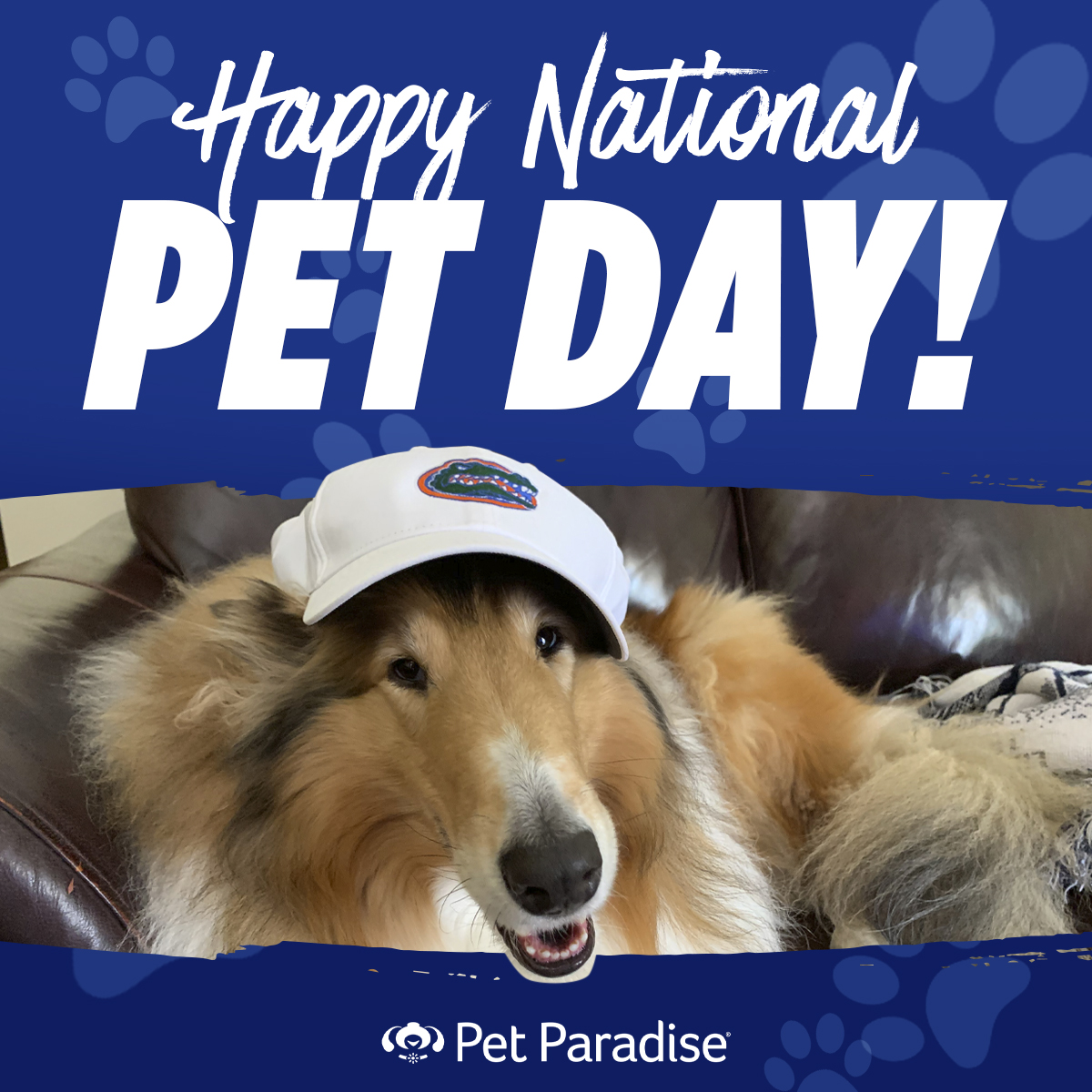 GatorsPartners's tweet photo. Happy #NationalPetDay to all the Gators 🐊 pets out there from us &amp; the Official Petcare Provider of the @FloridaGators @PPRGainesville 

#GoGators https://t.co/0ZCzgKyzex