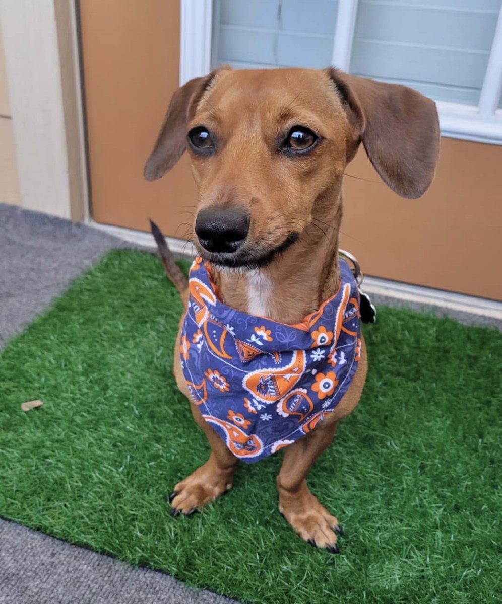 UTSAAlumni's tweet photo. #NationalPetDay is everyday🐾🤙 https://t.co/4eMvUZMjWn
