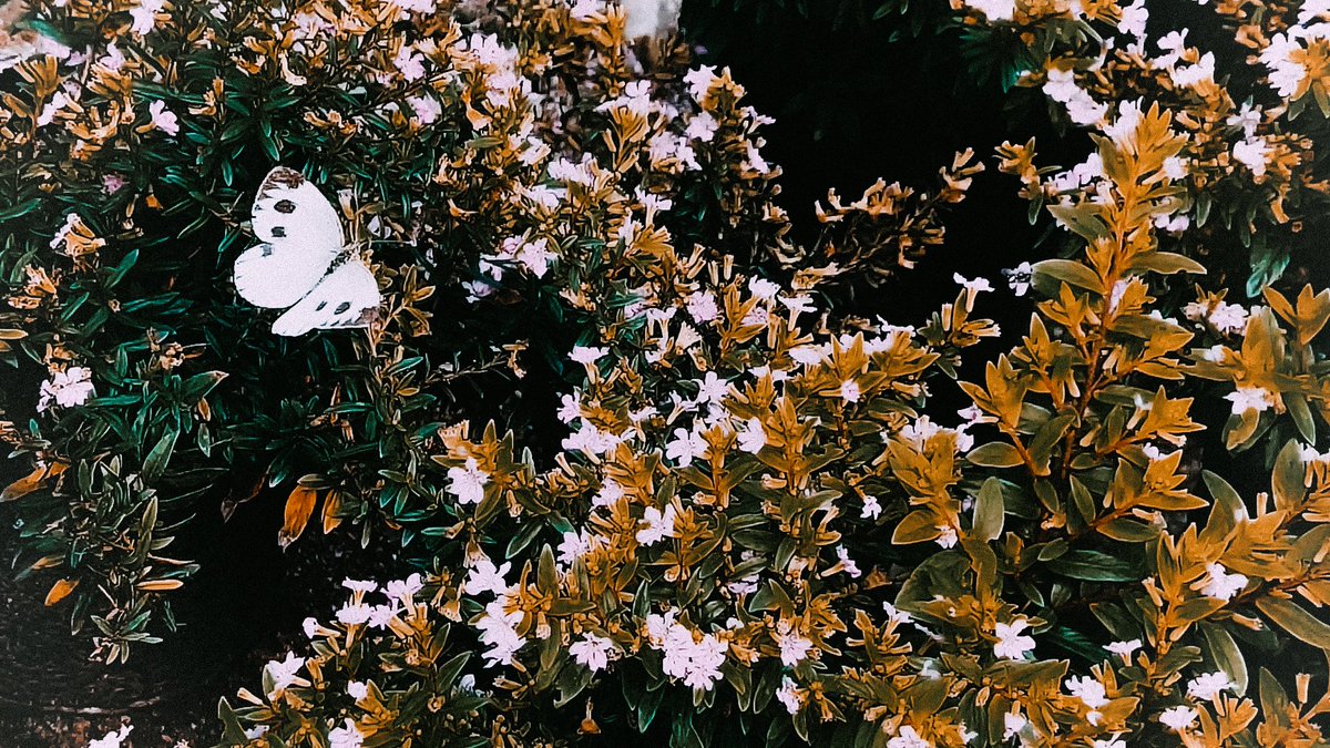 ShreyaGUHA20's tweet photo. After a very long time 
I just click it 
And it's feel so awesome 
#photography #twitter #PicOfTheDay  #butterfly  😍😍 https://t.co/7JMfUsg8Ls