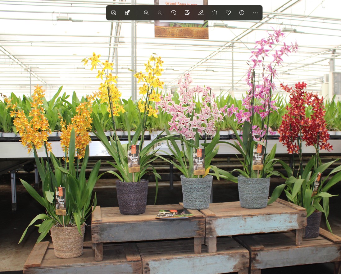 The unique range of the quality orchids of Inca Orchids consists of more than fifty species, including Miltoniopsis, Cambria, Brassia, Zygopetalum and Epidendrum. Fragrant and colourful and in various pot sizes. Be amazed by the unique collection during #OID2022! 🙌