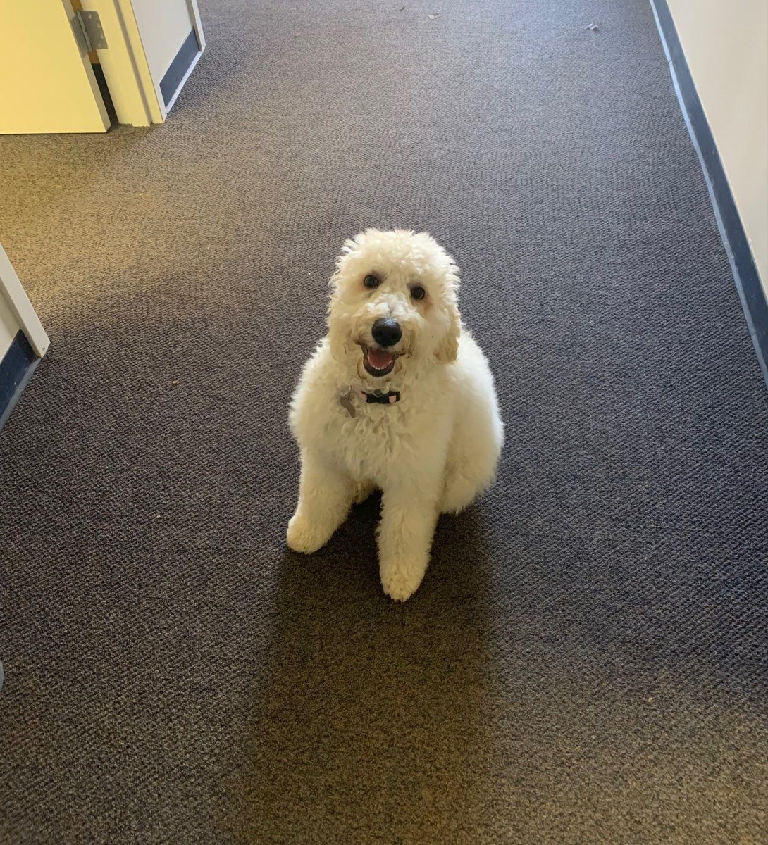 Today is #NationalPetDay! Our employees love pets, and often bring dogs to the office – meet River &amp; Rudy, Hobbes, and Doris!

#ContourEngineering #Construction #Testing #Environmental