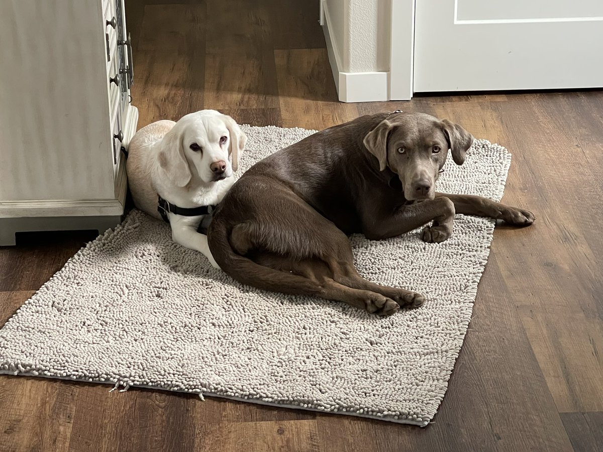 Mitch and Luna asking why can’t everyday be #NationalPetDay ?