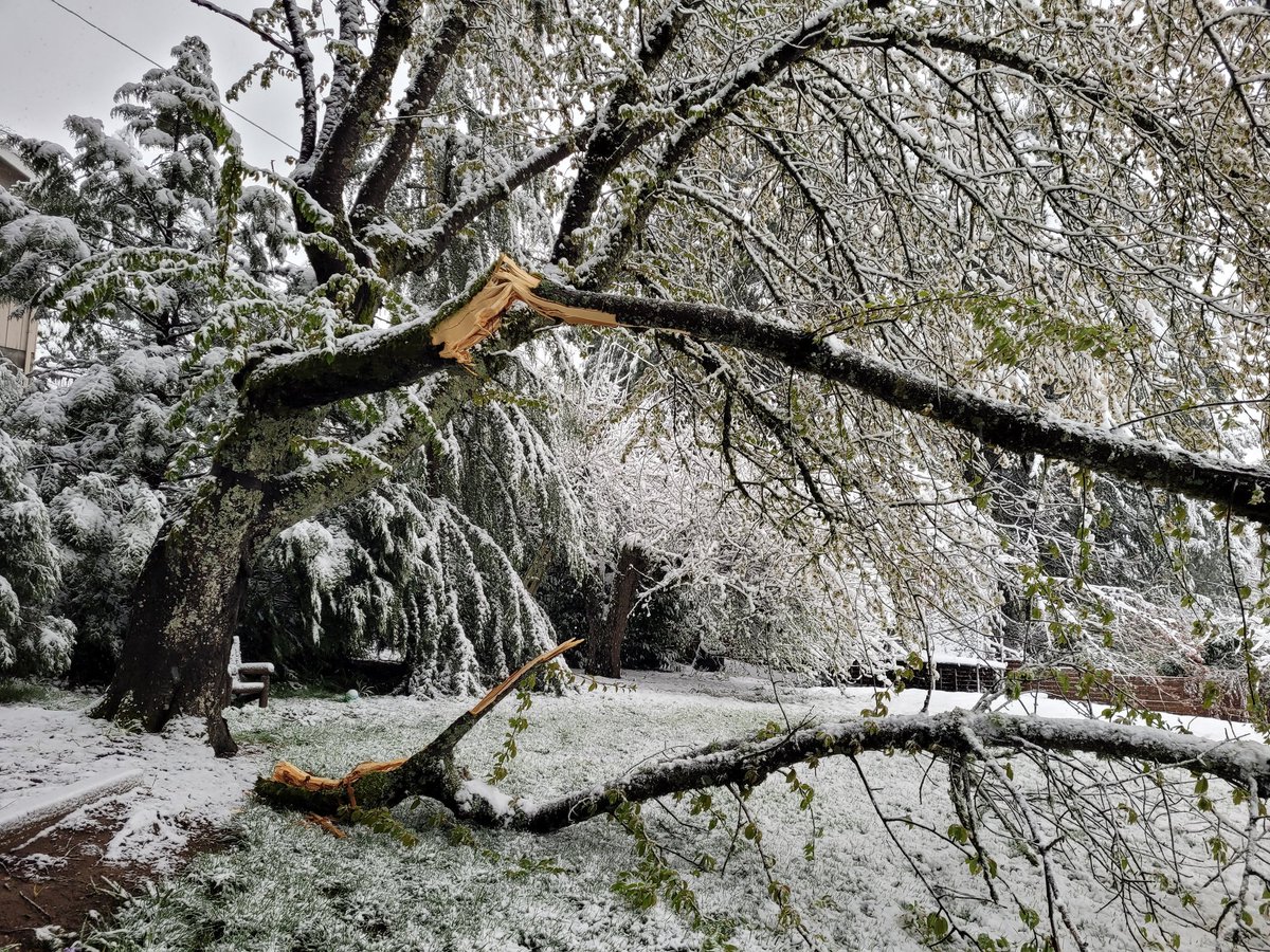 jeff_nadler's tweet photo. It's beautiful but there's going to be a ton of cleanup https://t.co/kOhvKDfZJJ