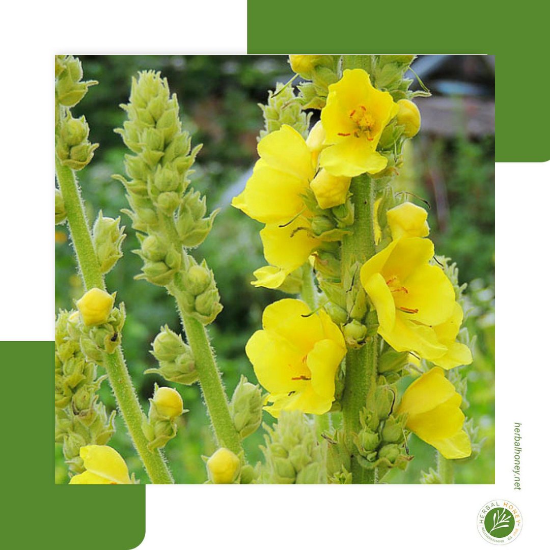 CustomHerbals's tweet photo. CommuniTEA ED: Verbascum thapus; Mullein is a great herb for all things respiratory. It is often used with asthma as a means of control. It is also commonly used for chronic coughs &amp; bronchitis. 
#tea #communiTea  #inmycup  #steeplifer  #teablogger #Teaducation #Godfirst https://t.co/xIBbFf2A5S