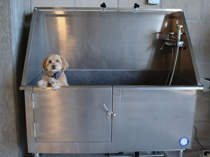 AtownAnaheim's tweet photo. Happy Pet Day! Did you know that part of the long list of luxury amenities offered at @CoreApartments in Anaheim is a pet park with open green and a fancy pet spa? Help your furry friends live their best life in Anaheim. https://t.co/XQ05DAv3gz