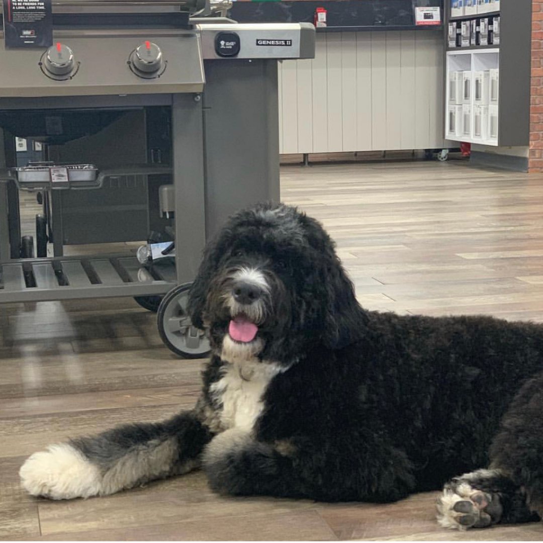 CountyTVCT's tweet photo. Today is National Pet Day and we want to recognize Clarence, our favorite four-legged employee. Stop by our showroom to give Clarence some love! https://t.co/7iTtcRZMjJ