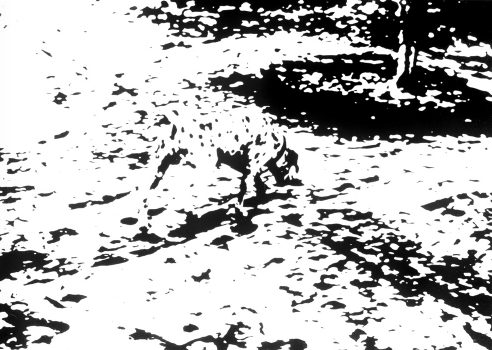 realscientists's tweet photo. Returning to #memoryfacts! Memory can dramatically impact what we see, as illustrated in this famous picture. It might take a few moments to see the Dalmatian in this image, but once seen, you will probably never unsee it again. Researchers don't know how this works. https://t.co/x0jvxpUVFK