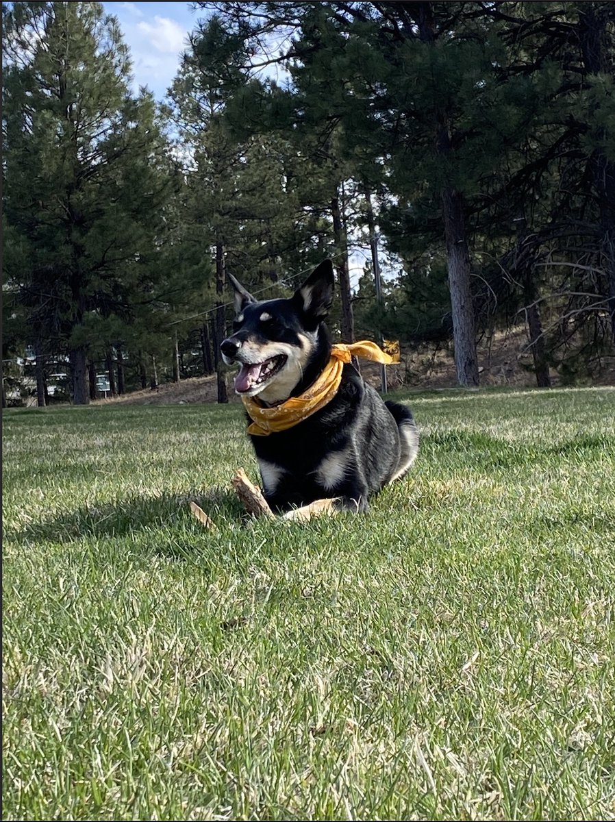 NAUAlumni's tweet photo. What better day than #NationalPetDay to share your @NAU pets? 💙🐾💛 

Let's see your furry Lumberjack family ⤵️ https://t.co/gF1UOP3x32