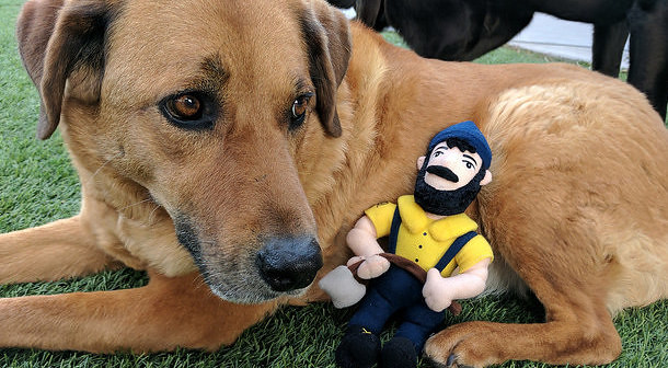 NAUAlumni's tweet photo. What better day than #NationalPetDay to share your @NAU pets? 💙🐾💛 

Let's see your furry Lumberjack family ⤵️ https://t.co/gF1UOP3x32