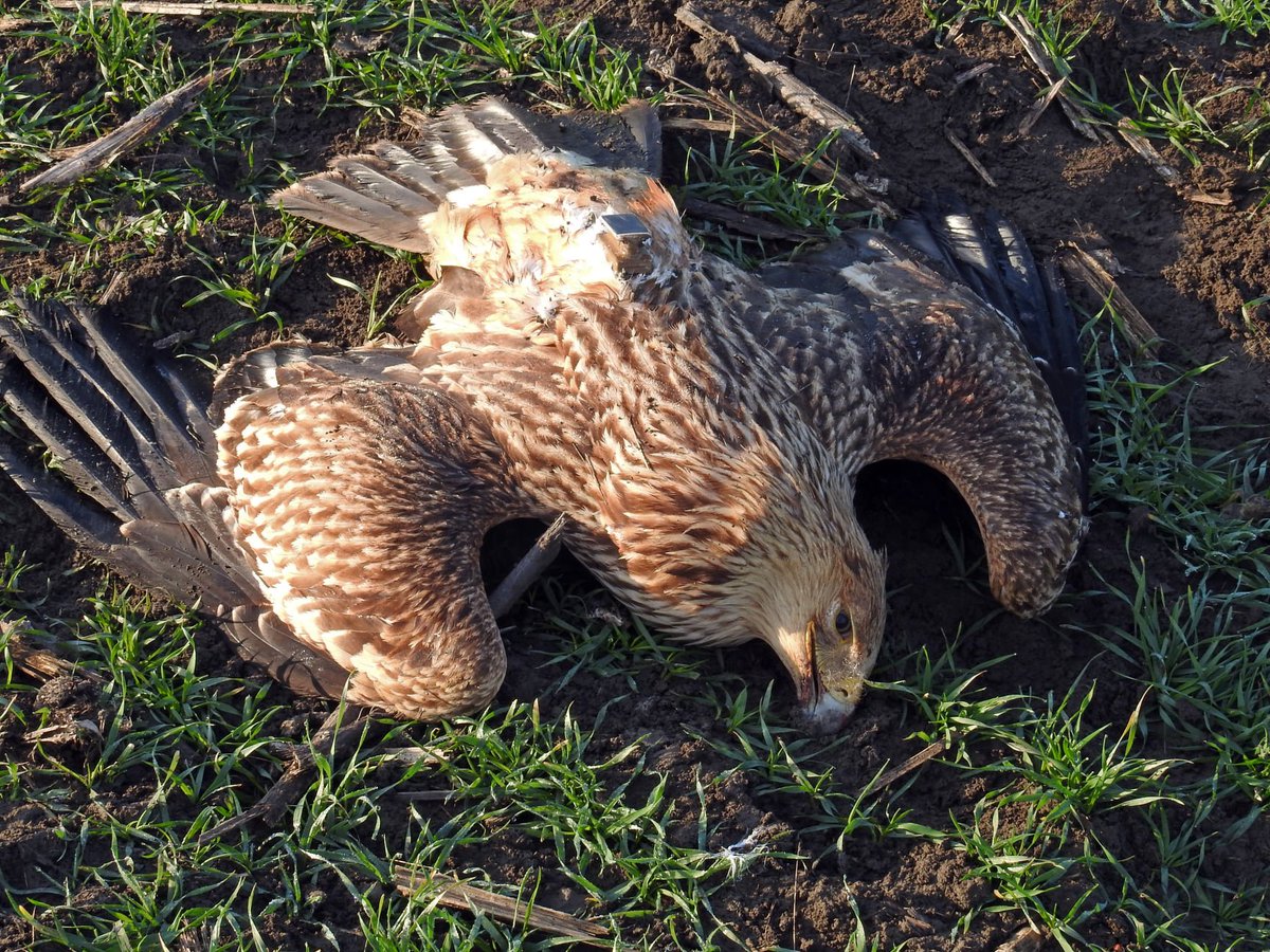 Savski nasip tweet media