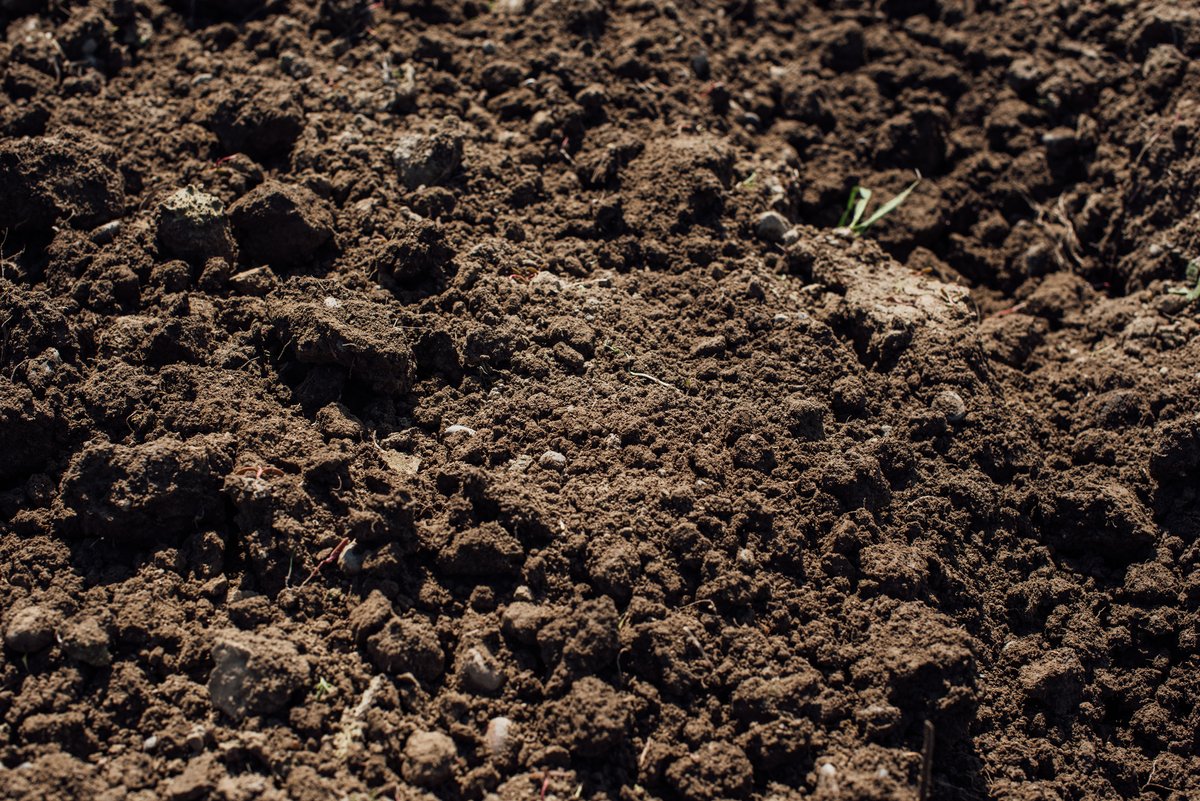 Farming often removes nutrients from the soil. In Regenerative Agriculture, crops and growing practices are adjusted in order to add soil health instead of strip it out. Barley is an important crop in adding organic material back into the ground!