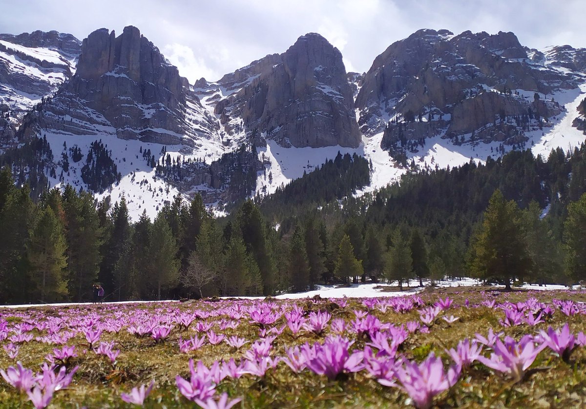 GortLaura's tweet photo. La primavera, quin espectacle!! 🌸🌸🌸🌸
#pratdecadi #cerdanya #estana #cadi @PNCadiMoixero @eltempsTV3 @TomasMolinaB @MeteoPiri @324cat @meteocat @MeteoMauri @nestor_meteo @ARAmeteo @Reclam_cerdanya #safrabord #flors #primavera #spring #girona #catalunya https://t.co/ecAS2SRYPF
