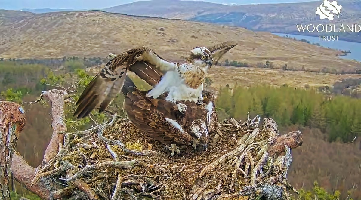 Well, Louis’s mate Dorcha is back on the #LochArkaig nest, and the two are slowly getting reacquainted and renewing their bon…

Actually, no, they’re just getting on with it…

(Thanks to @WoodlandTrust, @PostcodeLottery and @Locheilnet for the livestream)