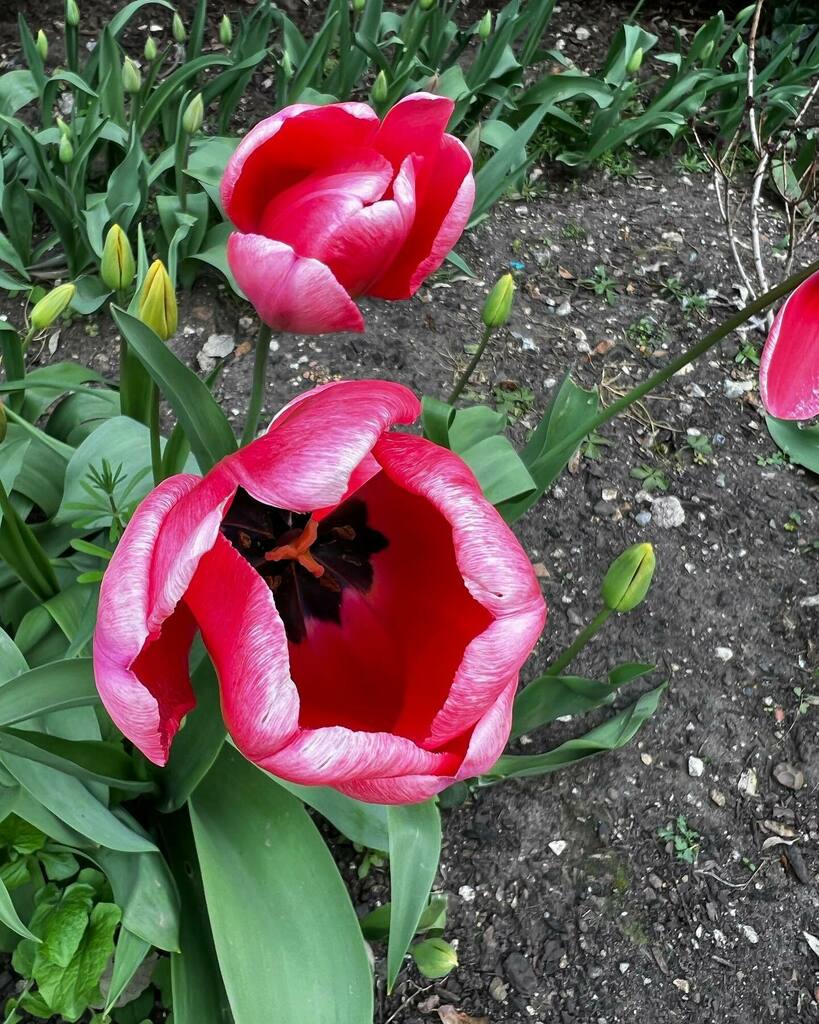 Timothy_Hughes's tweet photo. Tulips 🌷 #spring #springflowers #springtime #tullips #tulips #tulips🌷 #tulipsofinstagram #tulipseason #springtime #langdonpark #teddington https://t.co/URNVtWlfC6 https://t.co/5NyudexxPJ