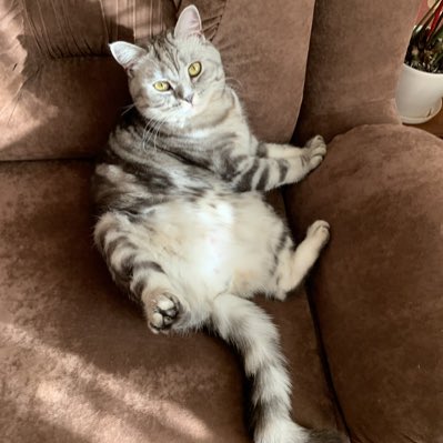 Cat_from_Ukraine tweet media