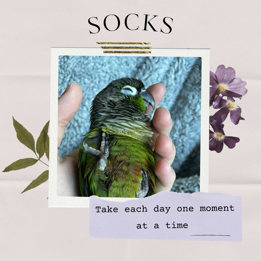 GVWritingCenter's tweet photo. Hello Friends! Happy Monday! Today we have consultant Andrea M's feathery friend, Socks, to remind us to take each day one moment at a time. https://t.co/yNjnmfgzyf