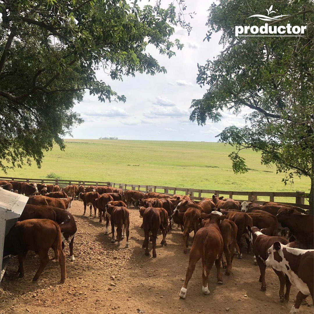 productor_srl's tweet photo. La recomendación: destetar lo antes posible de manera de disminuir los requerimientos de las vacas y que puedan recuperarse antes del invierno.

¿Todavía no viste la nota? Te invitamos a leerla en https://t.co/iQB3tQ0XGX 👉 Tiempo de destete: si aún no lo hiciste, es el momento!! https://t.co/jtBKGX0T9Q