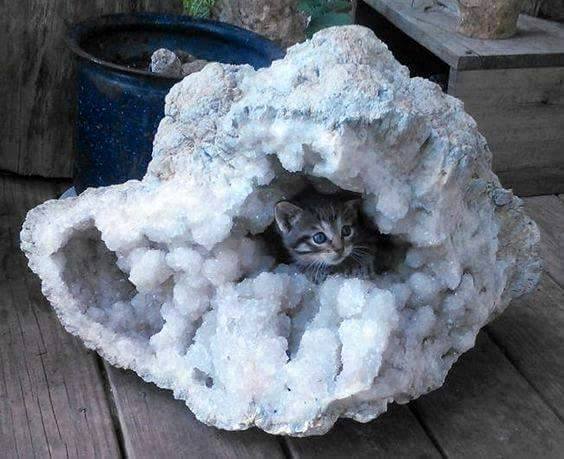 GeologyTime's tweet photo. Cute 😍
Large Quartz filled geode with Cute inclusion 

#minerals #crystals
 #NationalPetDay https://t.co/AfhqdXBNqh