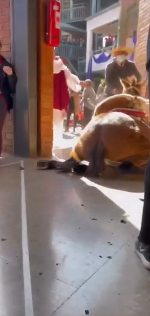 ForchCecchi's tweet photo. Así es como "celebran" Semana Santa" la comunidad del colegio San Benito de la comuna de Vitacura: maltratando animales! Un caballo terminó cayendo al suelo luego de ser sometido a abusos y estrés por parte del alumnado a vista y paciencia de un sacerdote y otros @MuchoGustoMEGA https://t.co/aFTl2GbAfc