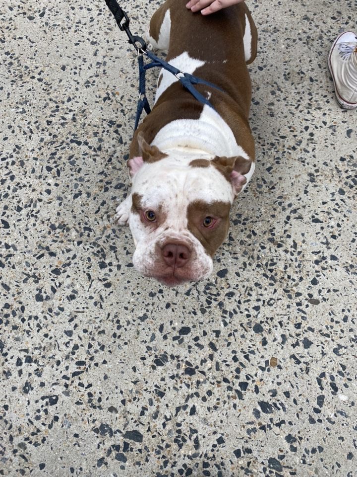 TUWRFC's tweet photo. Met the cutest pups with BARCs! 🖤 https://t.co/Ia1evScXUB