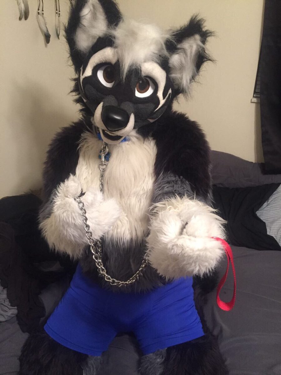 I got the collar and leash on today. Can you take me out for #NationalPetsDay? I’ll be a good boy.