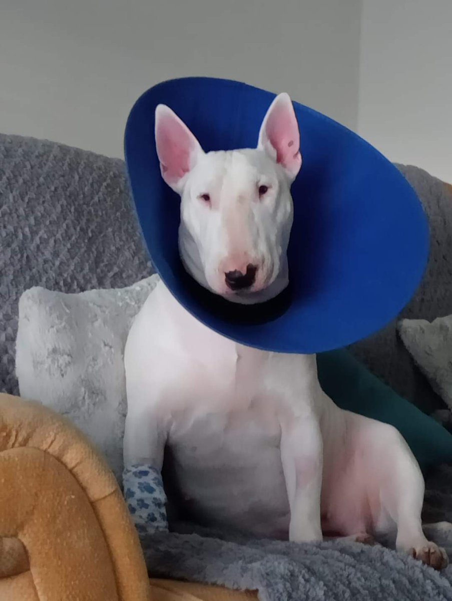 PaulMos02436367's tweet image. Florence hasn't been well last few days home now though with her poppa x