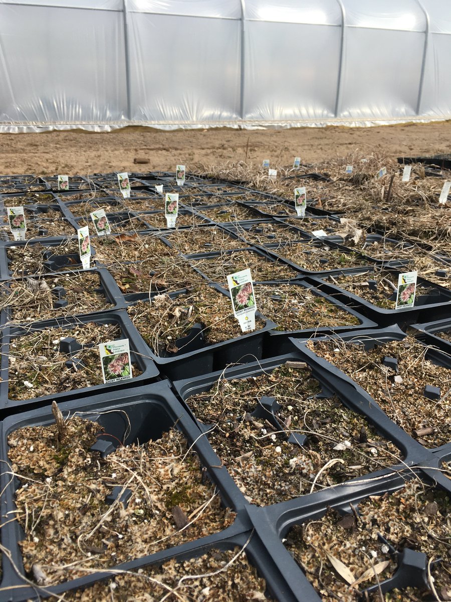 MNLcorp's tweet photo. Our native plant seedlings from last year are waking up from their slumber and are ready for new homes! https://t.co/b1TucK4U9i #healtheearth #nativelandscaping #lawns2legumes https://t.co/BNhfjcRry2