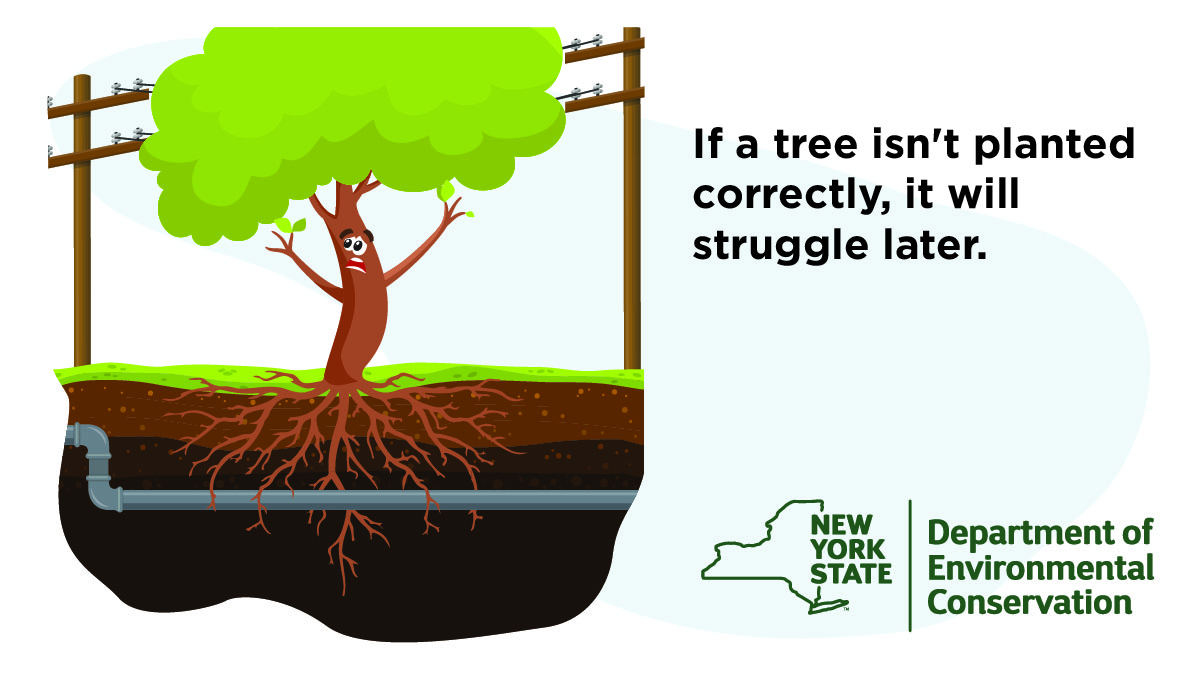 NYSDEC on Twitter "Planting a tree is a lifetime commitment, one you