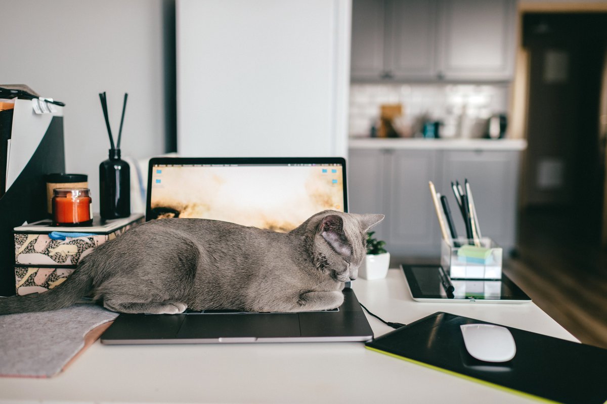 How many fan trays have you replaced because of your coworkers laying on them?😂 #NationalPetDay #CiscoDevNet #WFH