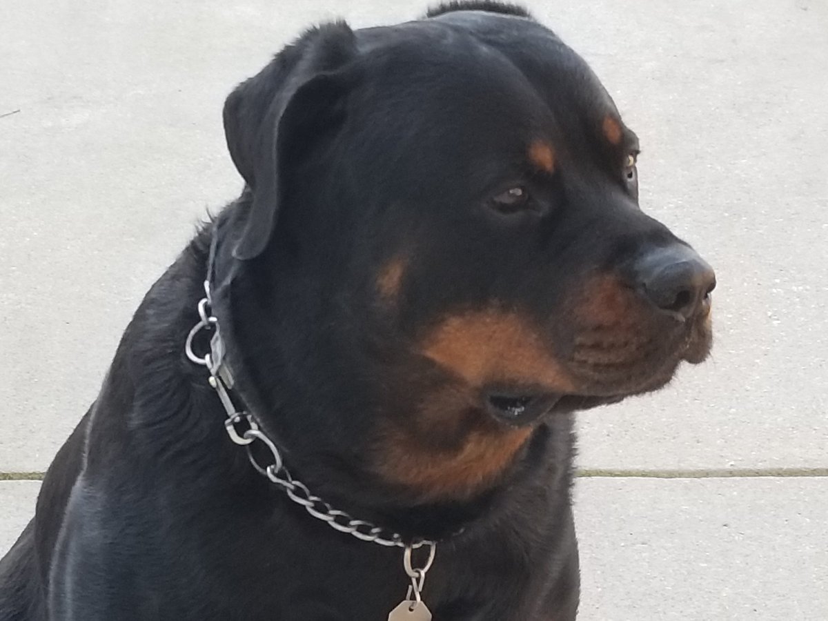 too_pat's tweet photo. #NationalPetDay best dog in the world! https://t.co/7Uyriscyna
