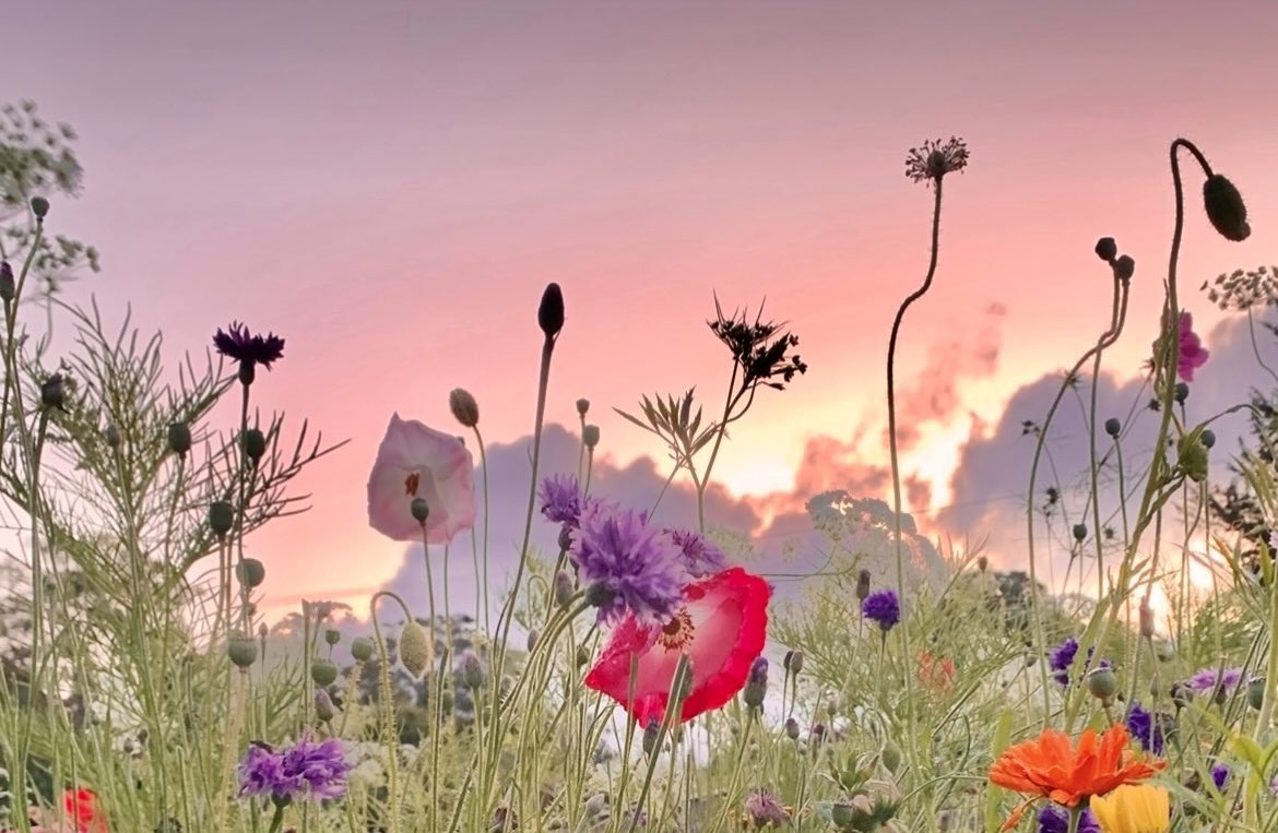 Blooming under soft apricot skies