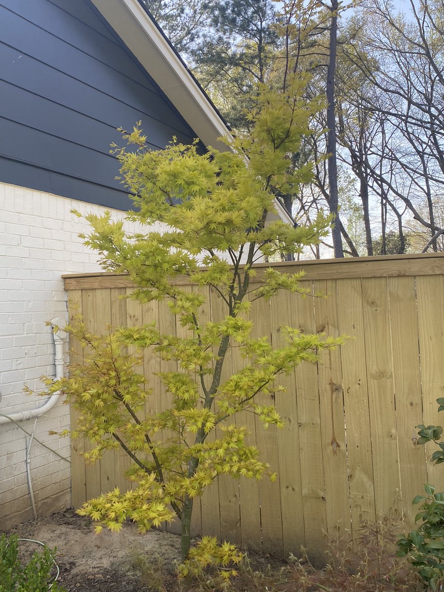 SpruceandMaple's tweet photo. Acer palmatum Orange Dream. 🍁
#japanesemaple #acer https://t.co/IJMDO0UI5g