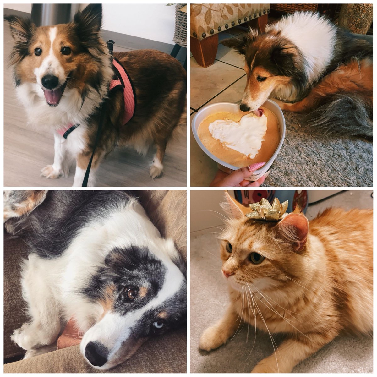 sparkpr's tweet photo. It’s national love your pet day! And at @SparkPR we are BIG pet lovers... We even have our own @slackhq channel just for pics of our pets. Meet Marissa Gonzales, our AMAZING Digital Marketing Intern's #petcrew! 
#nationalpetday #nationalloveyourpetday #Internship  #dogmom https://t.co/KstvWoG7QZ