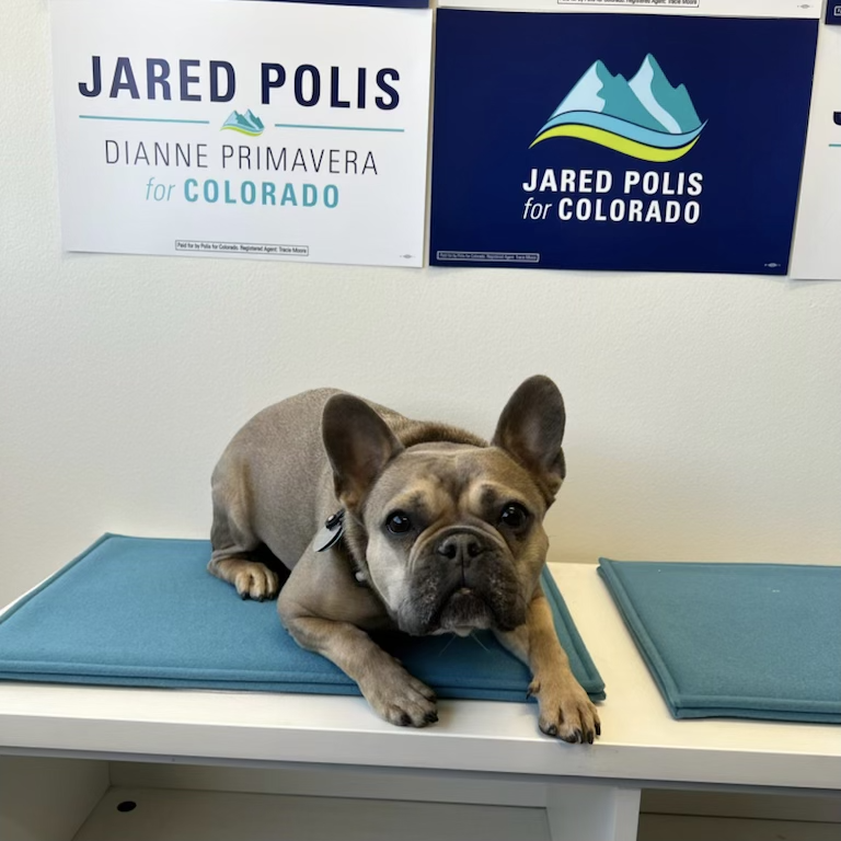 PolisForCO's tweet photo. It’s #NationalPetDay – and oh man does #TeamPolis love animals! Post a picture of your pet and tag #PetsForPolis. https://t.co/k2JJqqizJa