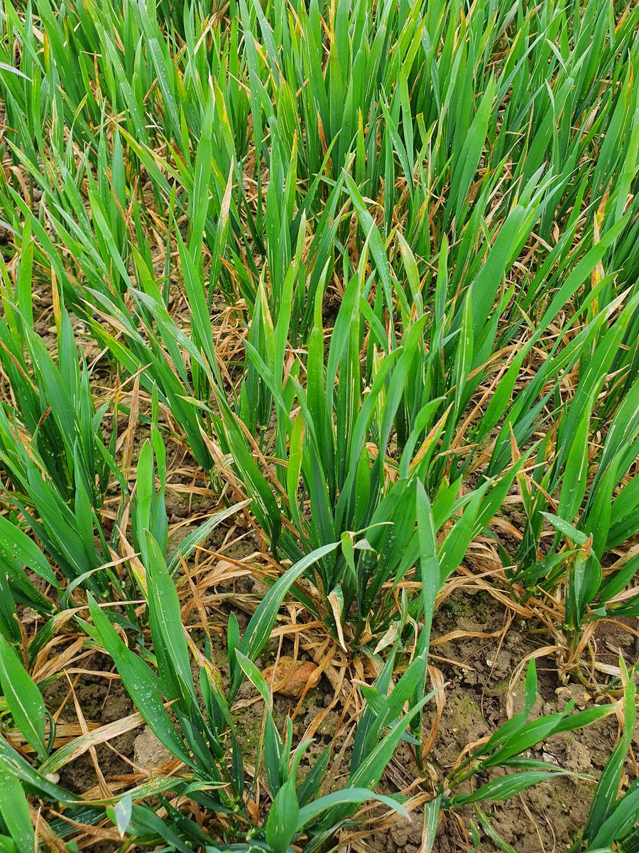 Some worrying levels of Septoria evident in some crops now - visible on leaf 5 &amp; below but with recent rains can safely assume leaf 4 &amp; emerging leaf 3 likely to be infected - if next few weeks are unsettled then T1 fungicides will need to do a lot of heavy lifting !