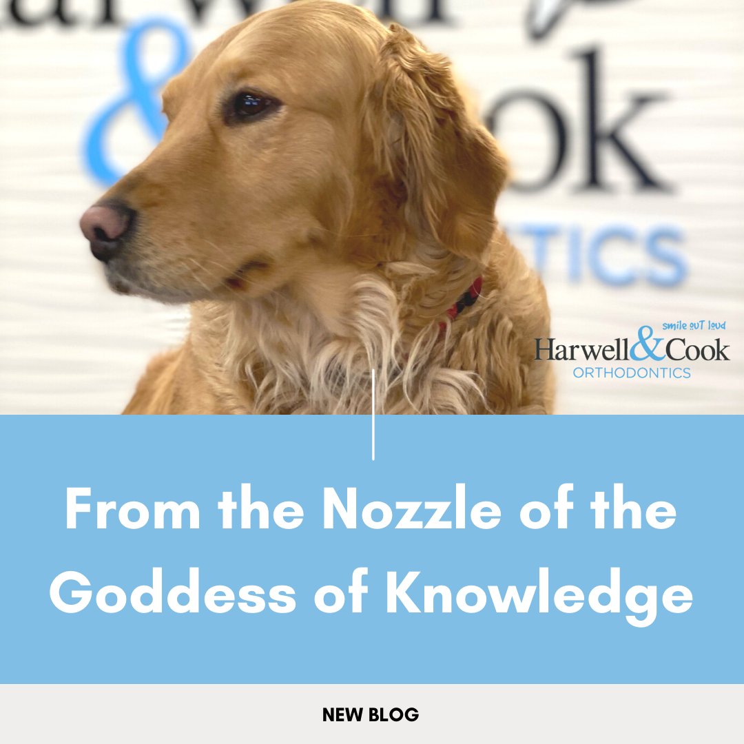 Hey, everyone! It's me, the most famous office dog, Athena!

Today, it's all about me! Happy #nationalpetday! 🙌

Did you know that I have my very own blog on our website? It's true! Go see for yourself and read my newest blog post!🐾

ecs.page.link/7ZbfV