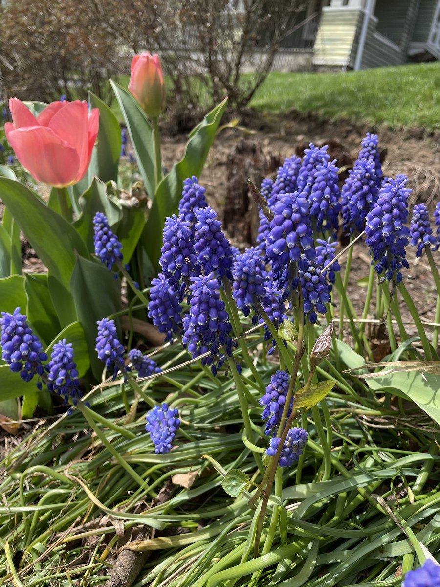 JoyceInGarden's tweet photo. Gardening time! Say hello to our sweet spring flowers #gardening #GardeningTwitter https://t.co/jvxrxvexj0