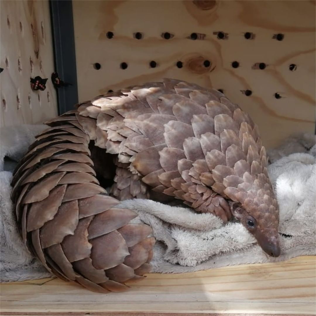 Pangolin Crisis Fund tweet media