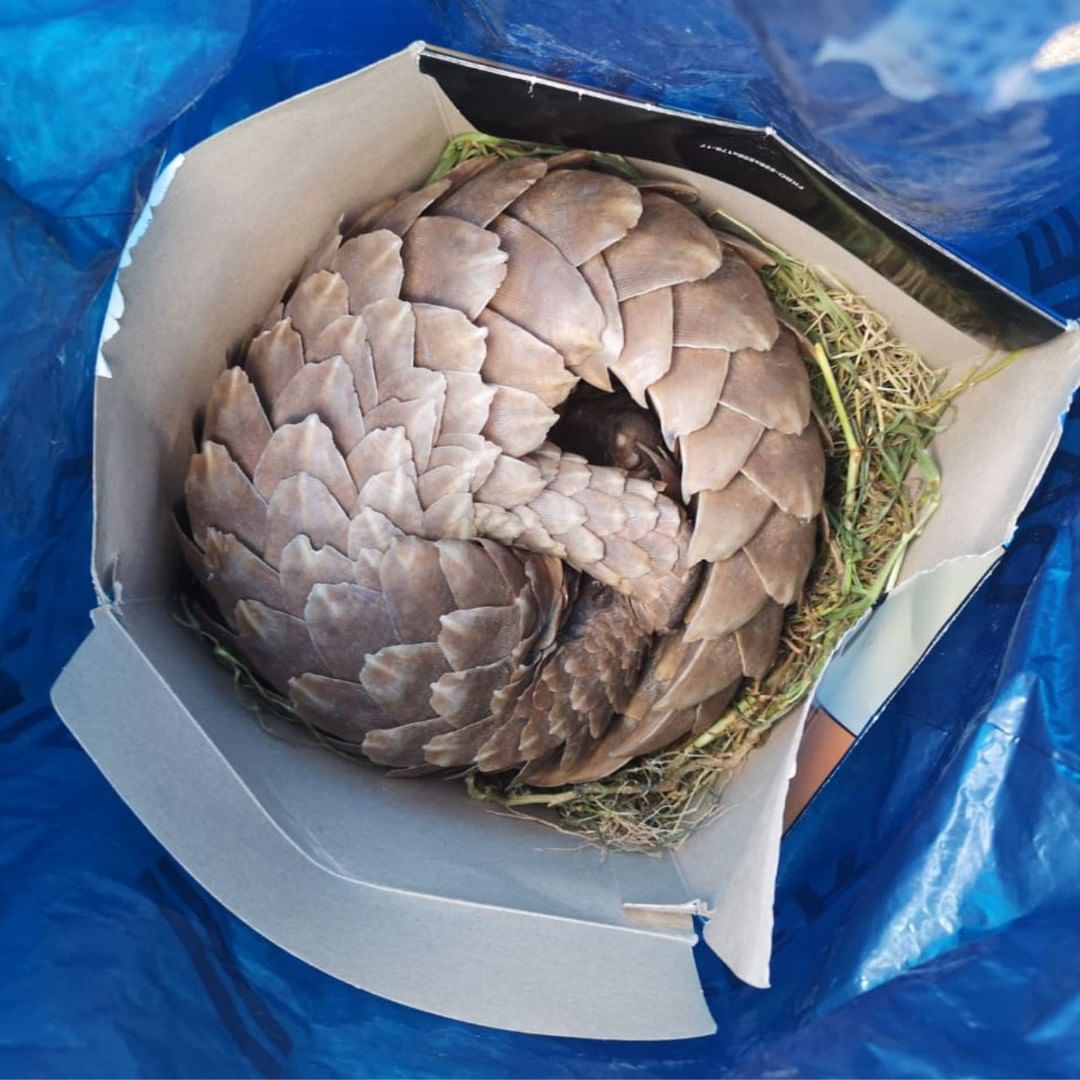 Pangolin Crisis Fund tweet media