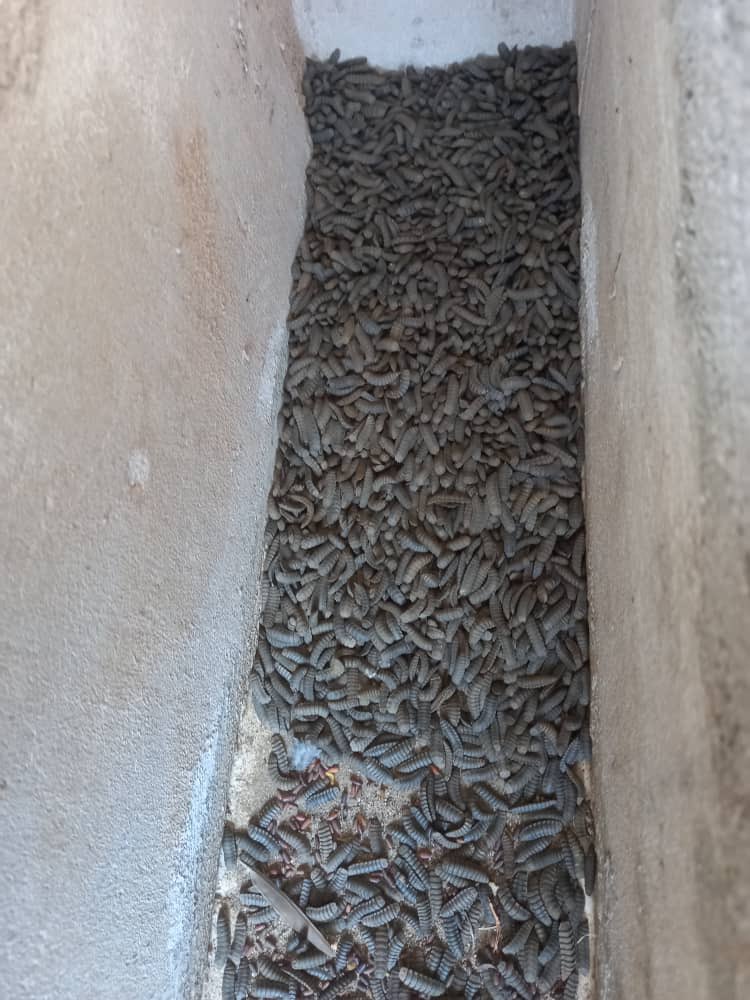 Our new waste processing tank is ready. Aimed at helping communities to convert waste into protein💰using #Blacksoldierfly larvae. Tried and tested with over 200 households in Tanzania ✊🏽🇹🇿Ready to install in a community near you😁

 #WorldBank #insectprotein