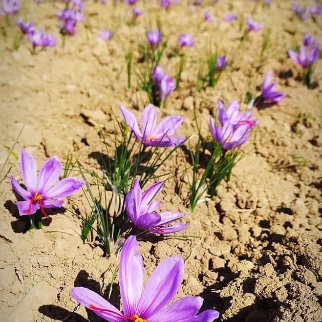 pike_place's tweet photo. Our Farm Team has sourced the best products from across WA for our NEW Mother’s Day #PikeBox! This one-time box features 7 #PikePlaceMarket farmers & artisanal producers including Cyrus Saffron and Sidhu Farms pictured below!
Learn more & order at https://t.co/pYWzG1j9xA https://t.co/a5MRsc5W8l