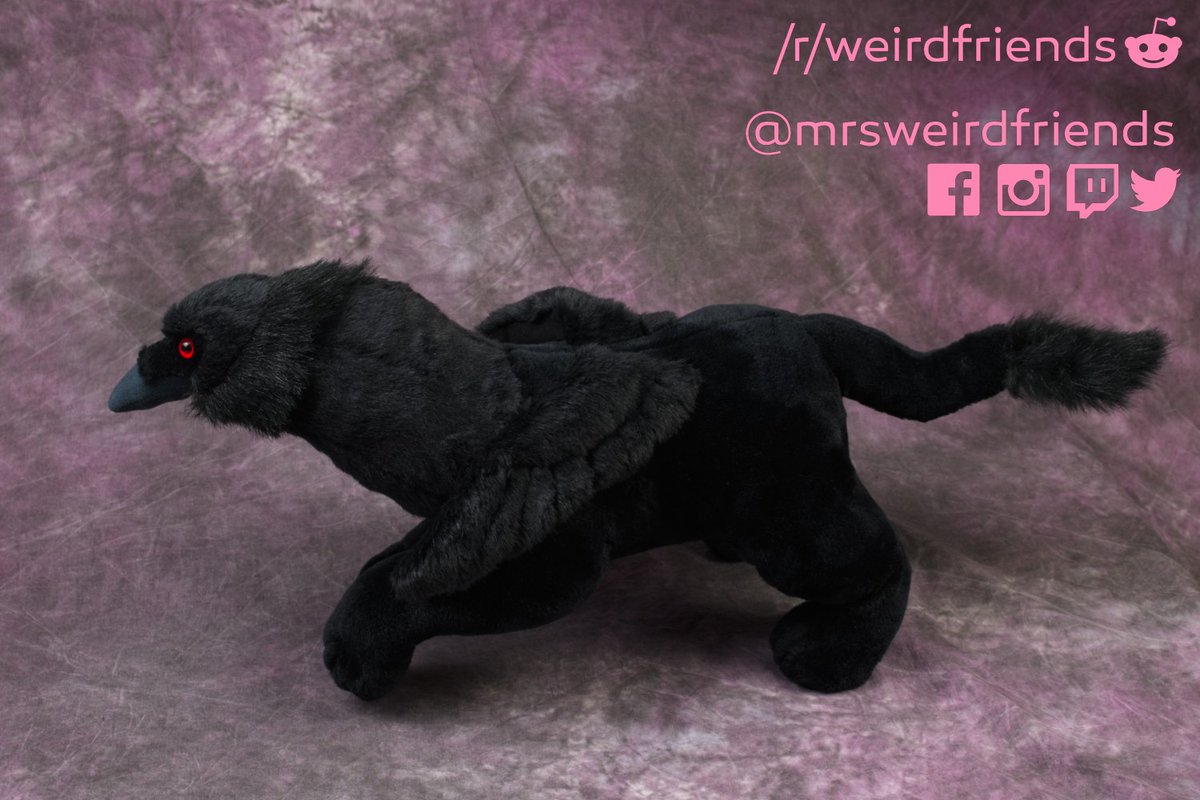 MrsWeirdFriends's tweet photo. Raven + Black Lab🖤 https://t.co/EsZ51mj0WQ