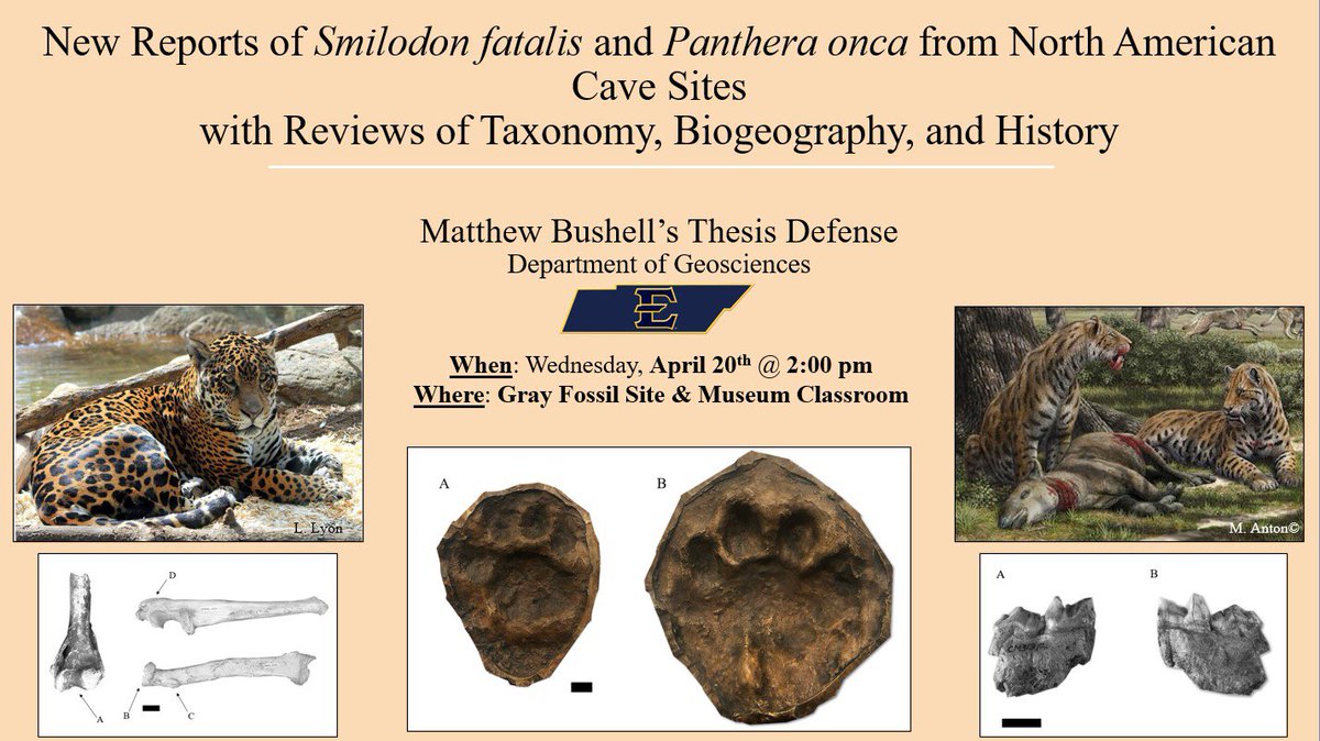 Megafauna_Matt's tweet photo. Finally will be presenting my thesis research next wednesday! Very excited to defend! Will likely have a zoom link for those interested! https://t.co/J6qVXAqbxp