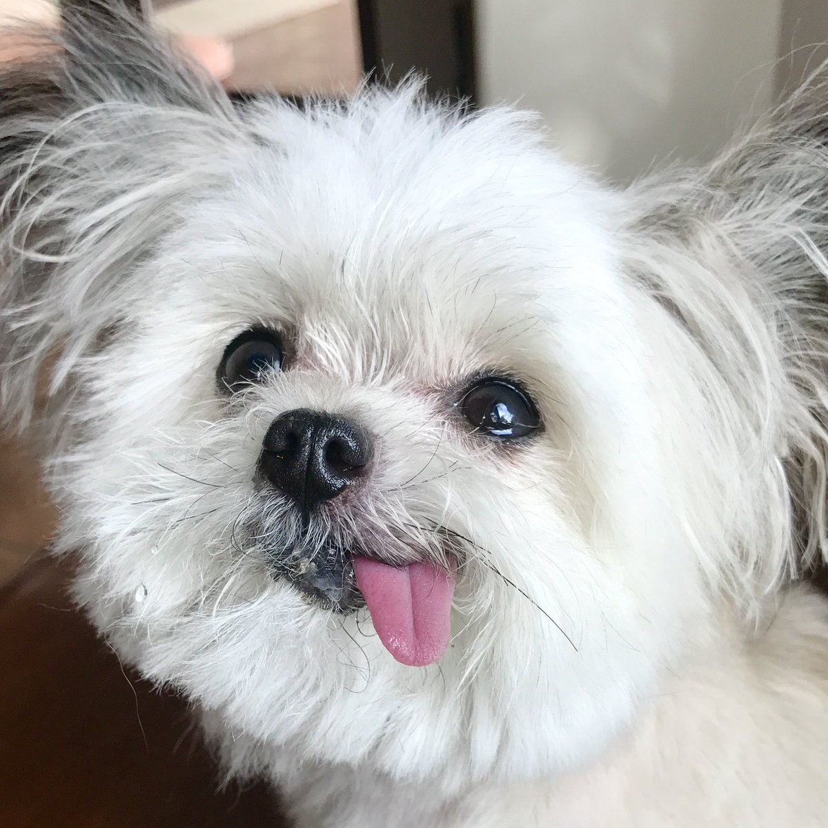 NorbertDog's tweet photo. https://t.co/XoZjAqDVZZ